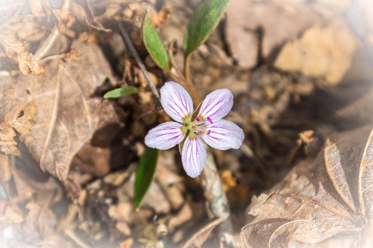 Newtrailss's tweet photo. Spring speaksโฆ. Carolina Spring Beauties
#annapolisvalley #northmountain #capesplit https://t.co/TQZLLIZlAf
