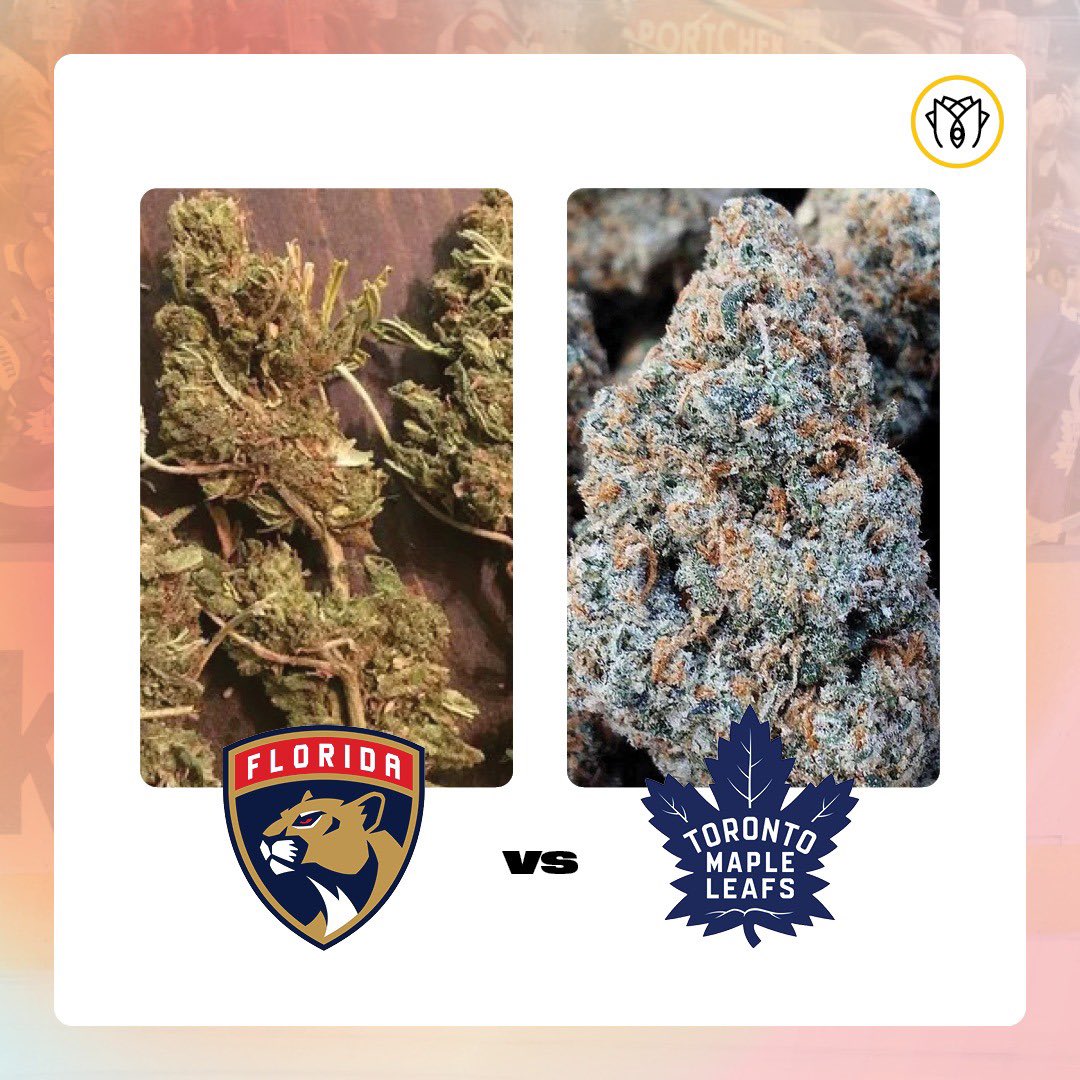 Shivaa's Rose tweet media