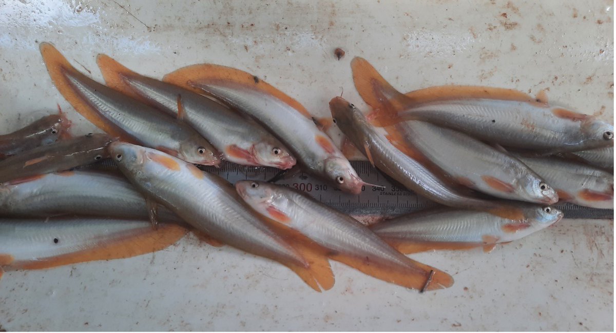 In 2021-22, rainfall and #WaterForTheEnvironment combined to inundate the lower Warrego and Western Floodplain, reconnecting isolated waterholes. The flows boosted numbers of many local fish species, including the Hyrtl’s tandan catfish. 🐱🐟 🔗 More: bit.ly/43Y2fsS