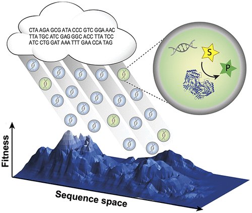 Check out our new review in @ACSChemRev! All you want to know on how to use microfluidics to screen enzyme libraries and what we think will be the role of droplets in future enzyme engineering. A lengthy thread on why you should dig into this piece: (1/) doi.org/10.1021/acs.ch…