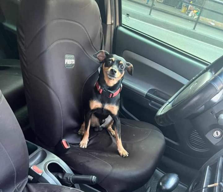 PerroUsuario's tweet photo. #EXTRAVIADO Quinta Crespo,  Caracas RT @anakarinini:  Hola!!
Acabamos de encontrar este perrito, por el sector de quinta crespo cerca del instituto de nutrición.
Ayudenos a encontrar sus dueños.
04241780644 https://t.co/STvdWlAw4q