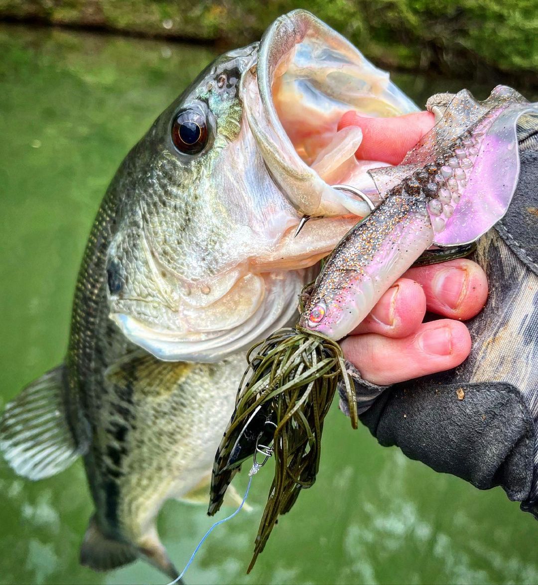 Chasebaits tweet media