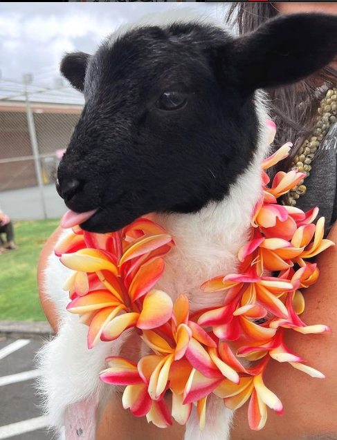 Aloha Animal Sanctuary tweet media