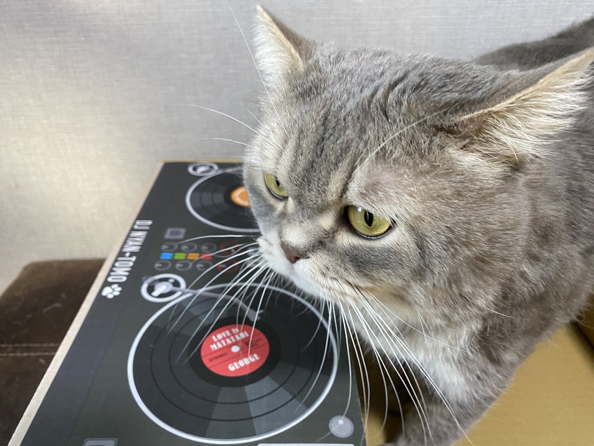 DJニャンコ😼
2ndトイレを購入したときのダンボール。
メーカーのこういう遊び心がステキ🥰