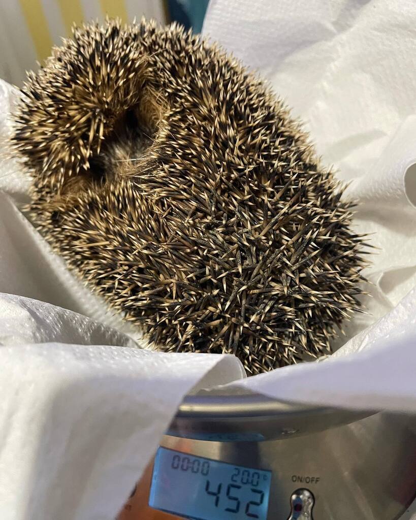 LittleWigglySnouts Hedgehog Rescue tweet media