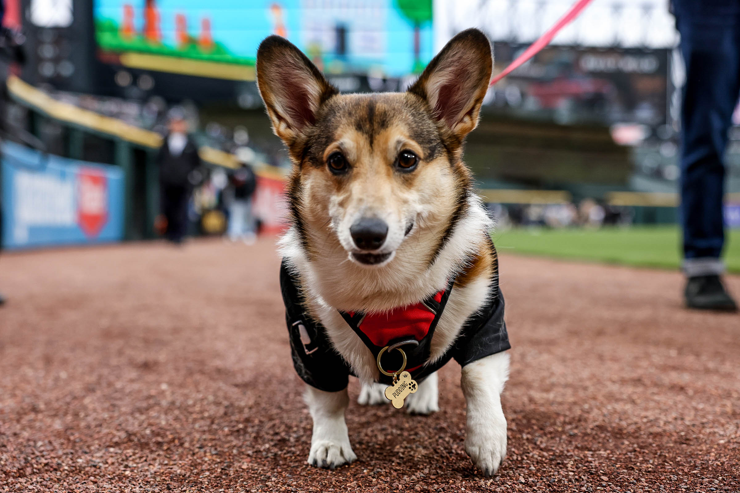 A 'horse' showed up to White Sox's dog promotion - Chicago Sun-Times