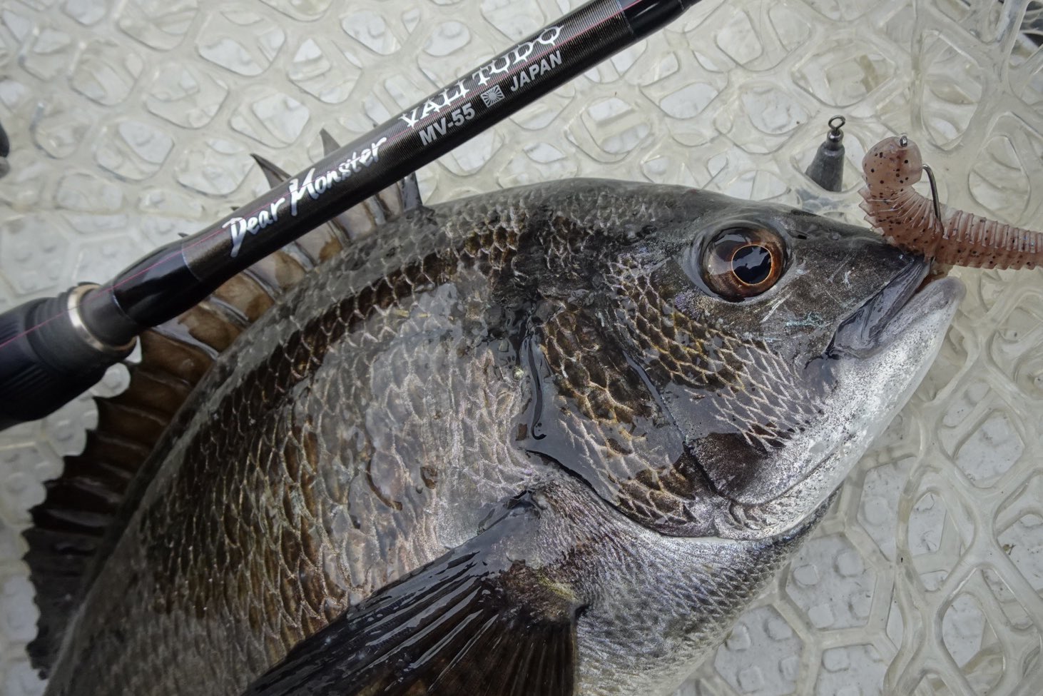 モンスターキス VALI TUDO MV-55 Dear Monster Valitudo MV-55 - Monster Kiss モンスターキス