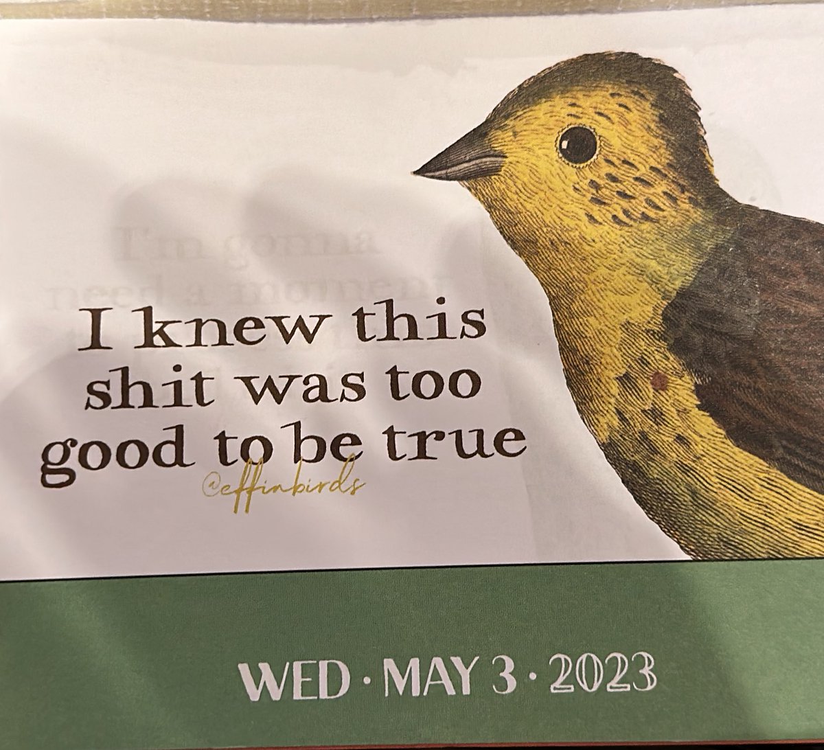 Tomorrow’s Effin Birds seems very fitting