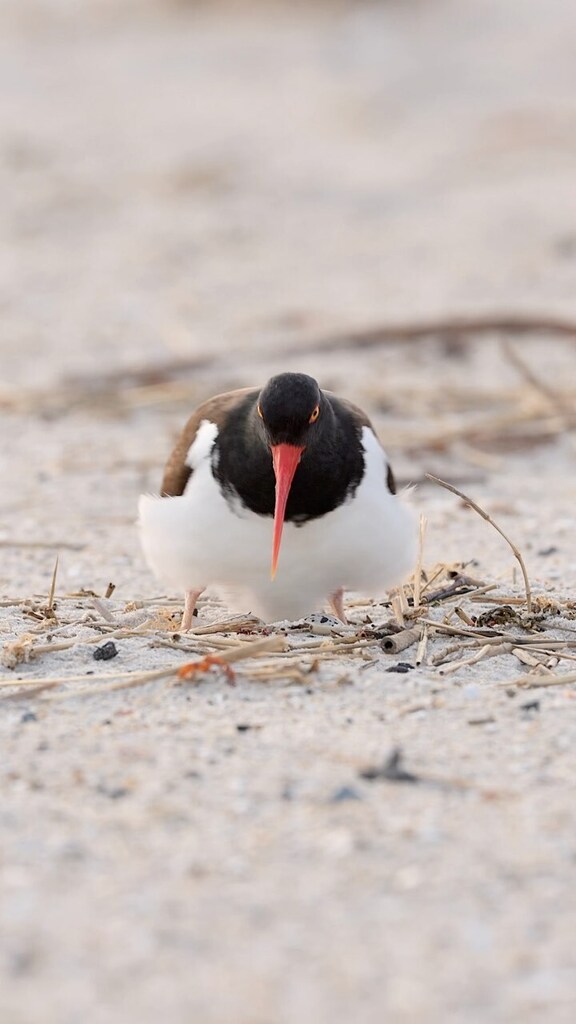 I’m Coming / Sittin’ on the Scrape!™ 👁️ 

#bird #birdphotography #newyork #newyorkphotography #amoy #oystercatcher #wildlifephotography #nature #naturevideo #beach #spring #sunrise #shore #shorebirds #sharetheshore instagr.am/reel/CrwjA4BoV…