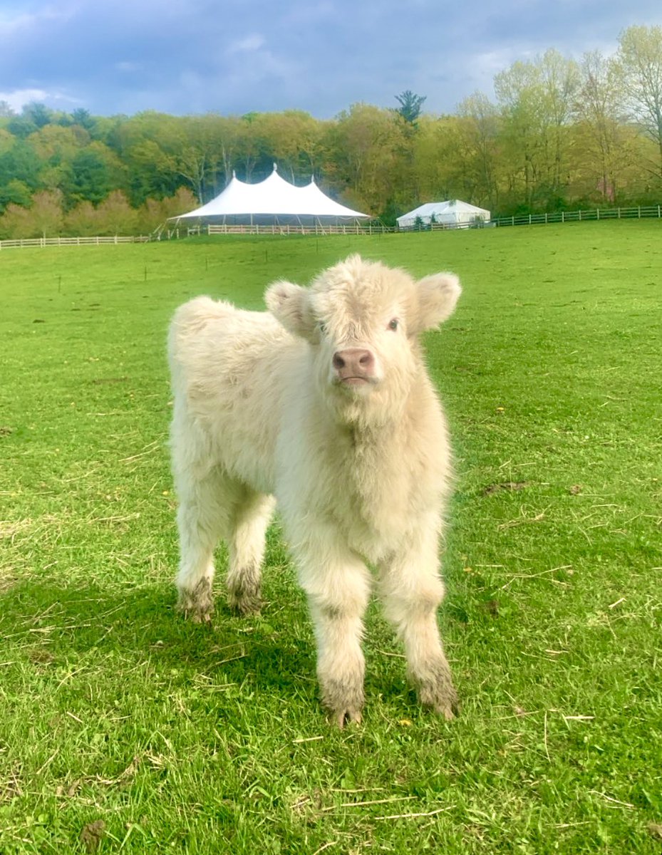 Our little calf is getting big. Isn’t she cute?
