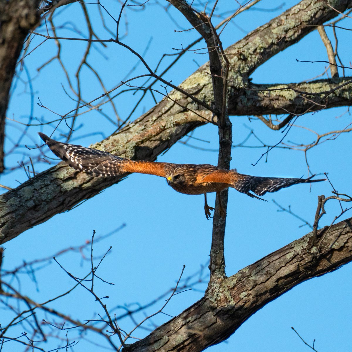 _elizabethudson's tweet photo. Got so lucky to capture this beautiful Hawk in flight from my front yard!

#greenvillesc #hawk #backyard #creatures #birdphotography #birds_captures #bird_brillance #hawkinflight #naturephotography #beautyinnature #birdinflight #frommyyard https://t.co/rwn5CN7Twz