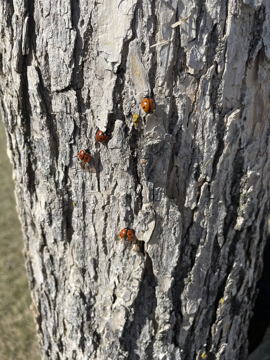 Insect hunting is so underrated. The excitement in finding a nest of ladybugs can not be measured. We are learning about how all insects have six legs. Specifically 2 groups of 3 legs. #scienceliteracy #kindergarten #wearecbe #takemeoutside