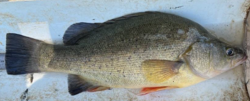 theCEWH's tweet photo. #WaterForTheEnvironment is being delivered now to the internationally important #MacquarieMarshes to to help native fish move to secure habitat, and maintain river flows.
π Find out more in our latest #FlowUpdate: https://t.co/efiDOVINTq
πΈ Golden perch, NSW DPI Fisheries https://t.co/aL2HMPSy7g