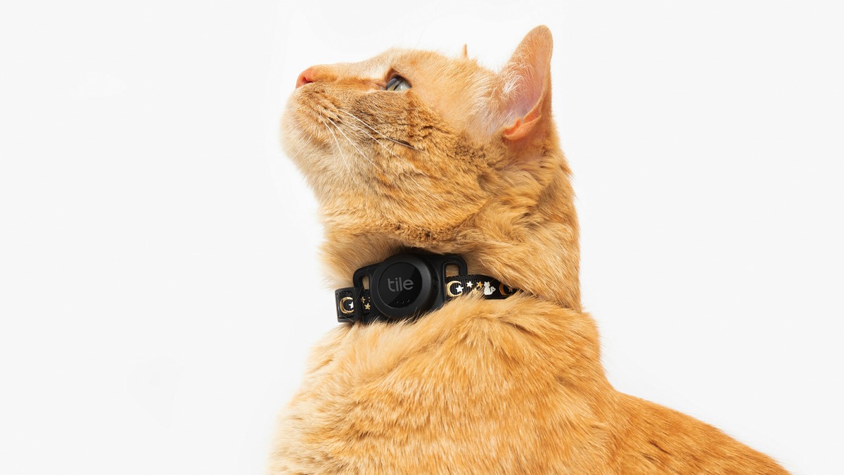 chachafance's tweet photo. 🐾🔋 Tile's new cat tracker with enough battery life to last all nine lives! Never worry about losing your feline friend again. 🐈⬛ #TileTracker #CatLovers
Check out the purr-fect details here: https://t.co/EfTjK4l6sy https://t.co/P5PTSUwfKm