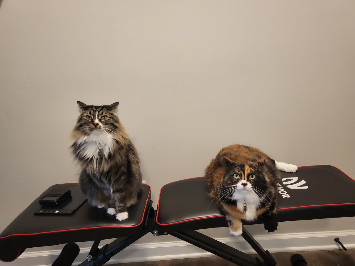 WrightRleann's tweet photo. @LEIK0I Mochi is the grey tabby and Dango is the Calico. https://t.co/AFSlBR0uZH
