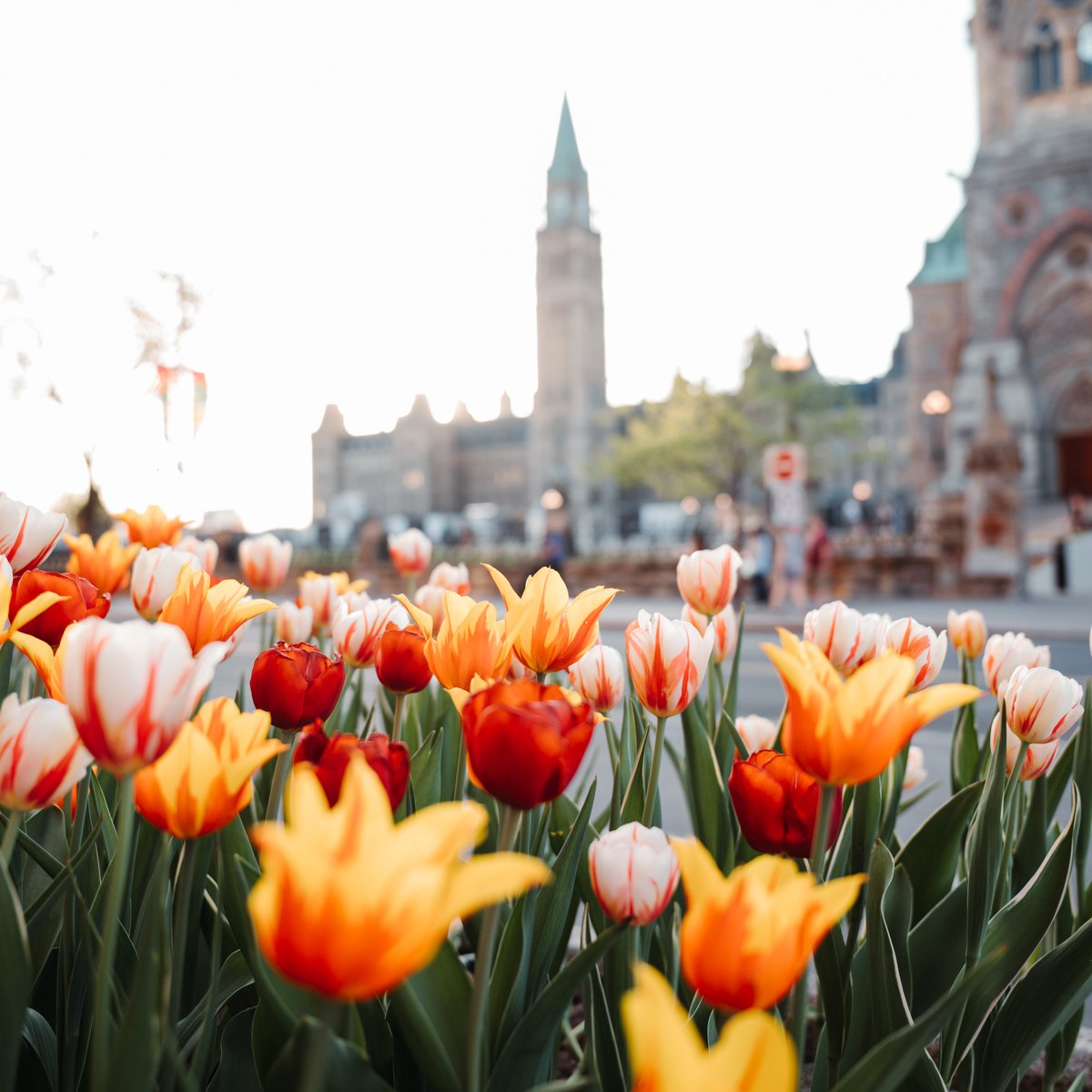 2/2 In 2019, Parliament proclaimed May 5 as #DutchHeritageDay to honour the sacrifices of 🇨🇦soldiers in the liberation of the Netherlands during the #SWW. #DYK the tulips across the National Capital are a gift from the 🇳🇱, a symbol of the friendship between our countries?