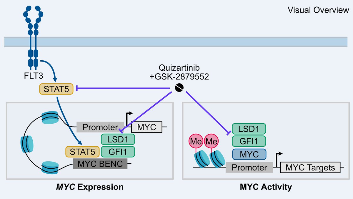 Molecular Cancer Research tweet media