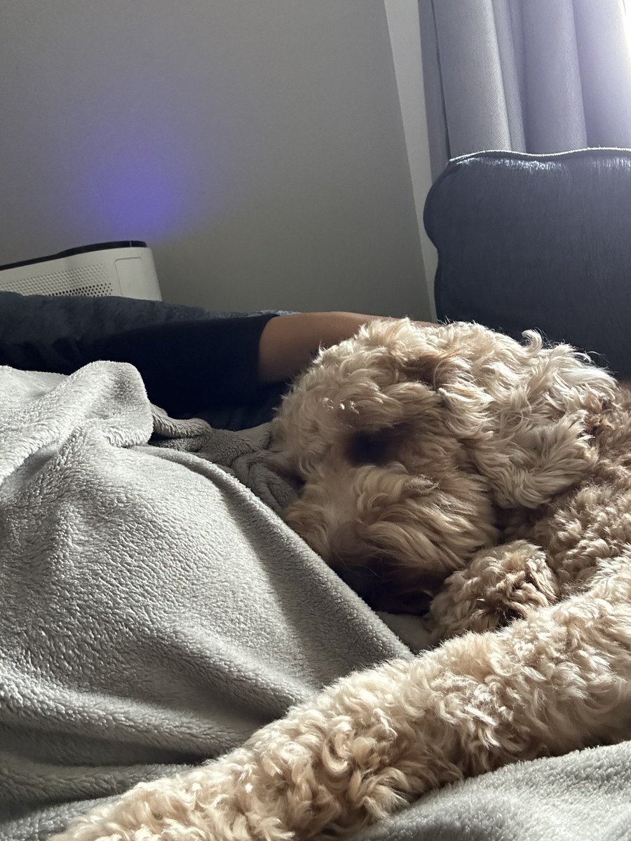ItsNeelam's tweet photo. Nesting these last few days and my puppers is literally the best nesting buddy I can ask for! https://t.co/gNKRSsS6FO