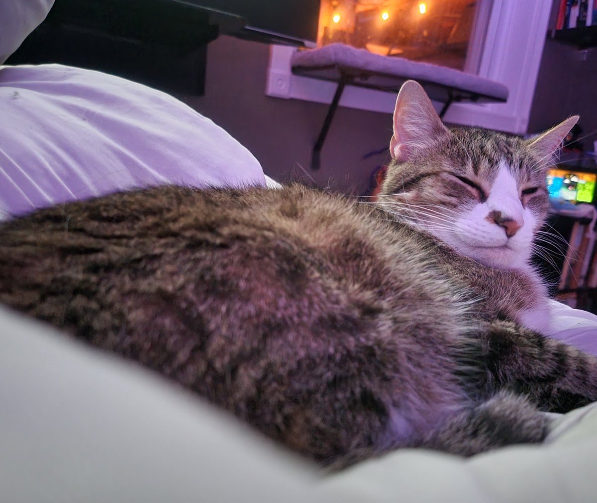 Butters (Chatty Catty)🐾🏳️‍🌈 tweet media