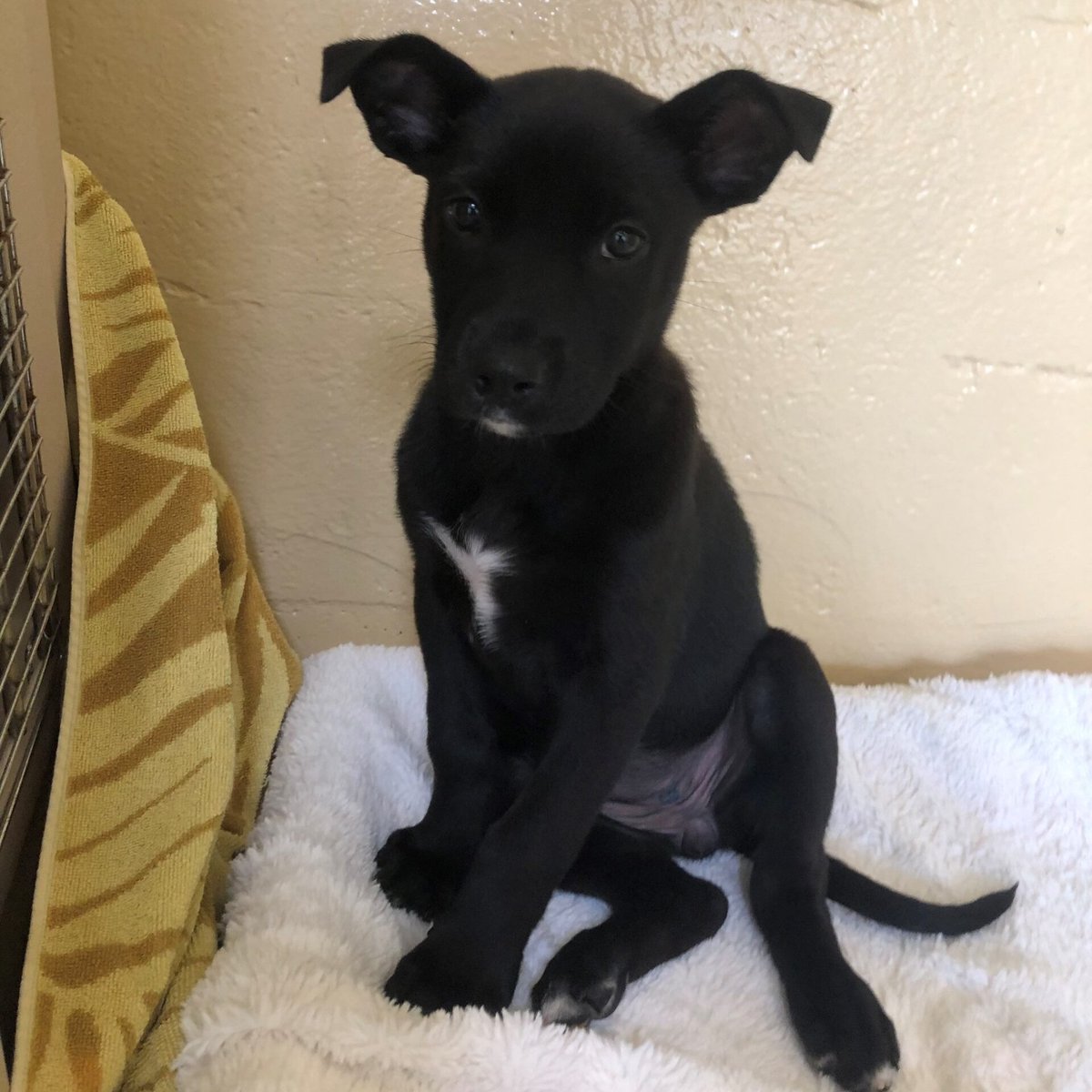 RCHumaneSociety's tweet photo. 8-week old puppies, Diego and Cali, are up early this morning to celebrate National Pet Month on the @fox5sandiego #adoptdontshop🐶 #blackdogsrule #puppies https://t.co/LcVx7l0cpz