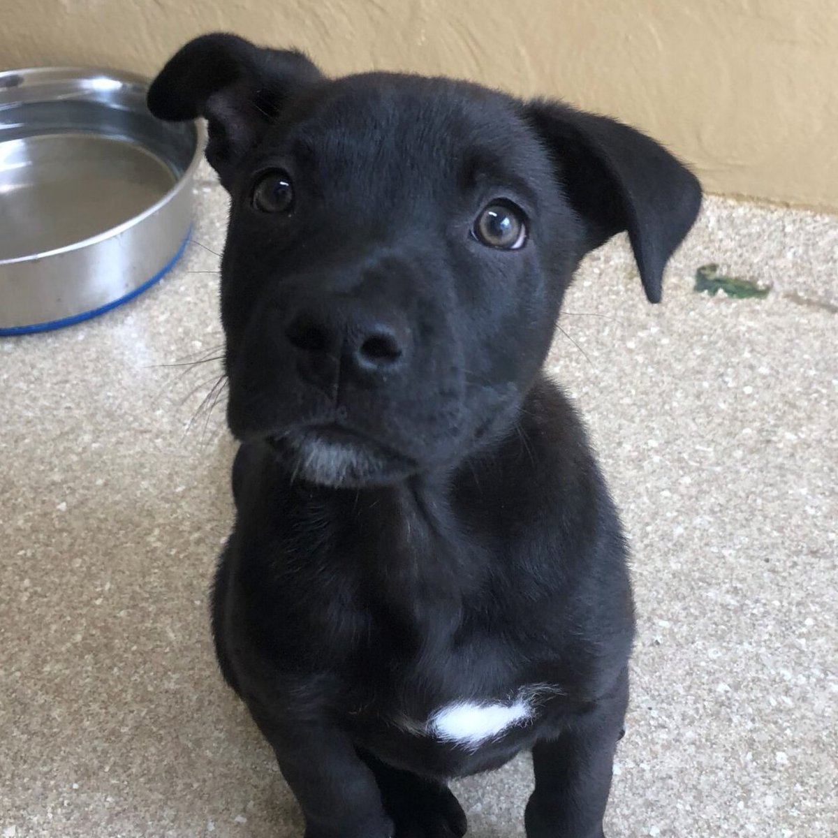 RCHumaneSociety's tweet photo. 8-week old puppies, Diego and Cali, are up early this morning to celebrate National Pet Month on the @fox5sandiego #adoptdontshop🐶 #blackdogsrule #puppies https://t.co/LcVx7l0cpz