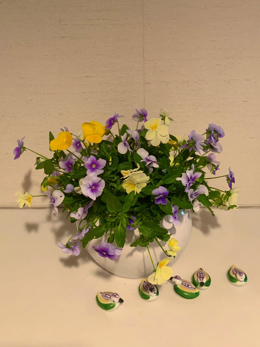 #ガーデニング
#家庭菜園

季節が変わったので
ニチニチソウを植えるので
ビオラはお別れなので
生けてみました

写真🤳
難しい