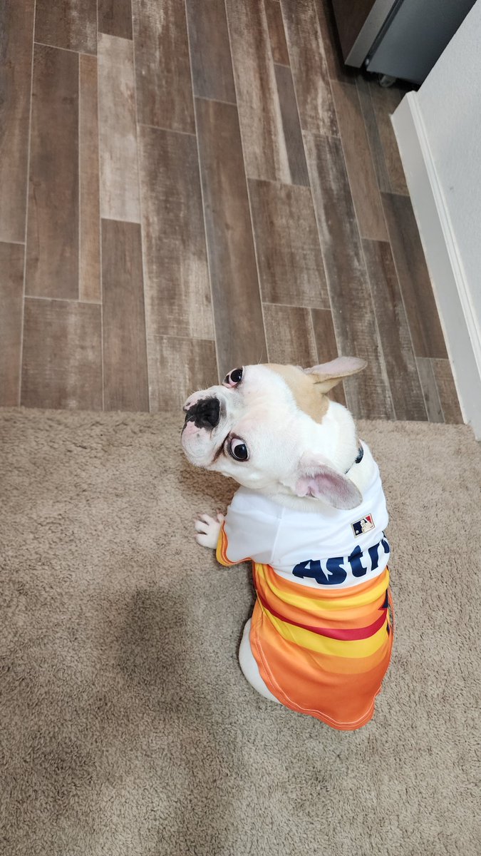 Emilyhrrng's tweet photo. Rip is ready for a game. @astros
@ATTSportsNetSW #Astros #Ready2Reign #frenchbulldog #frenchies #attsportsnetsw https://t.co/DBLmMCvhDQ