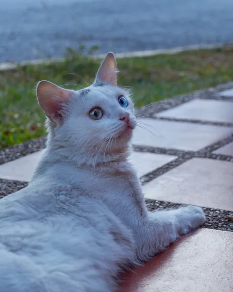 luyaraw's tweet photo. Today I made a new post for my blog in #Hive 📸🐱

Some very cool photos I took of a very cute kitten, go see them!

#cats #photography #CatsOfTwitter #pets #peakd

https://t.co/ADEYqK2why https://t.co/hIlRFEpu9a