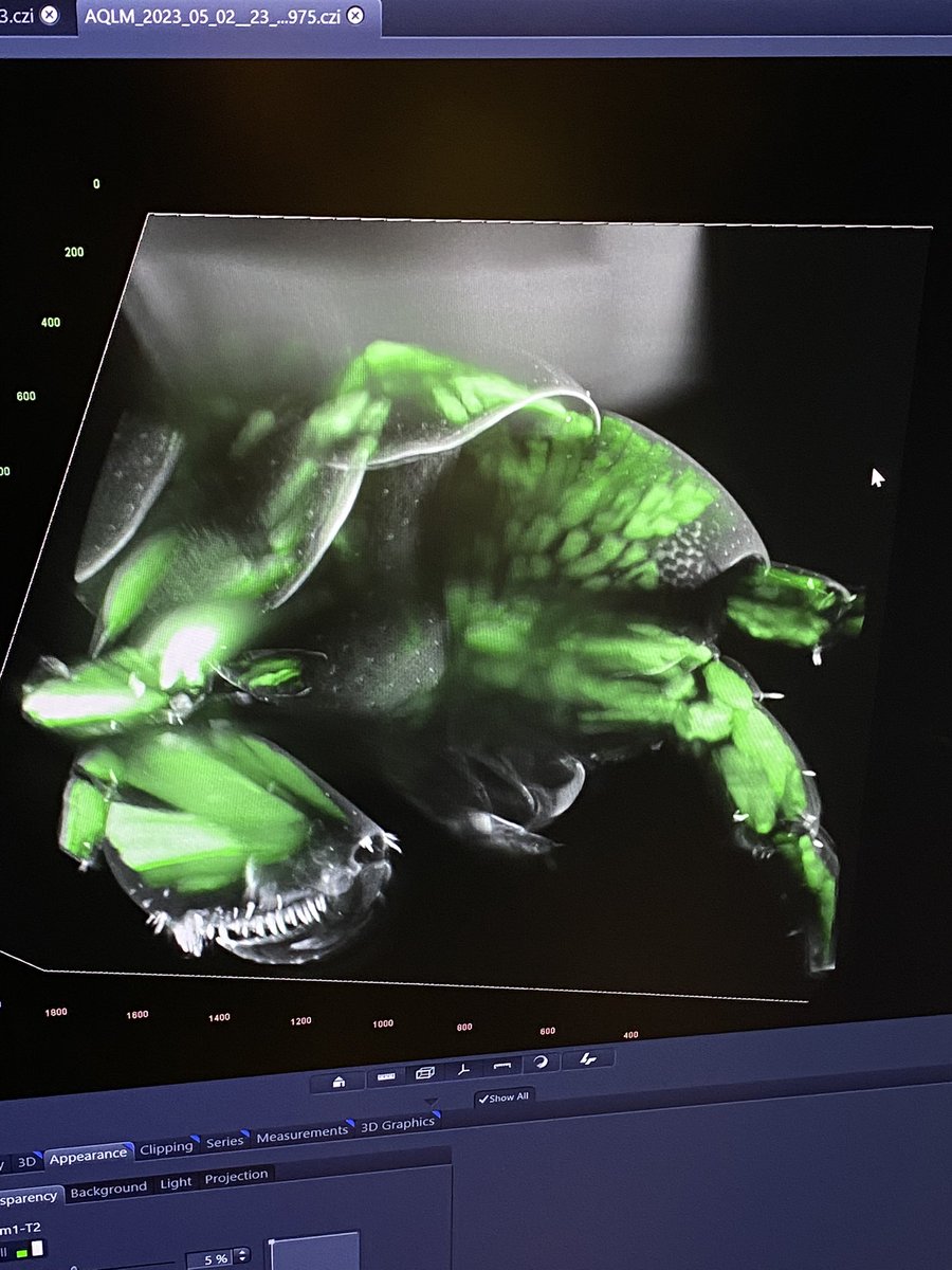 Nat_Prunet's tweet image. Guys this is a #transgenic #crustacean 😍🤯

Imaged on @zeiss_micro #lightsheet 7 #microscope

#aqlm2023 @AQLMMBL @MBLScience #microscopy