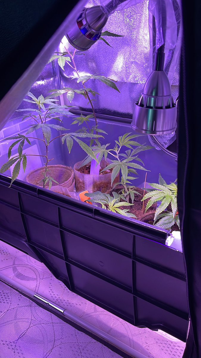 Ok I’m up frfr this time lol.. lil 15w light, think I’m gonna take out the 2 pcg clones since they’re so tall. Break the rootballs, give ‘em new organic coco, and tie em down.. Prolly use this light until EDC week. then up pot em and hope they don’t die while I’m gone. #GrowLife