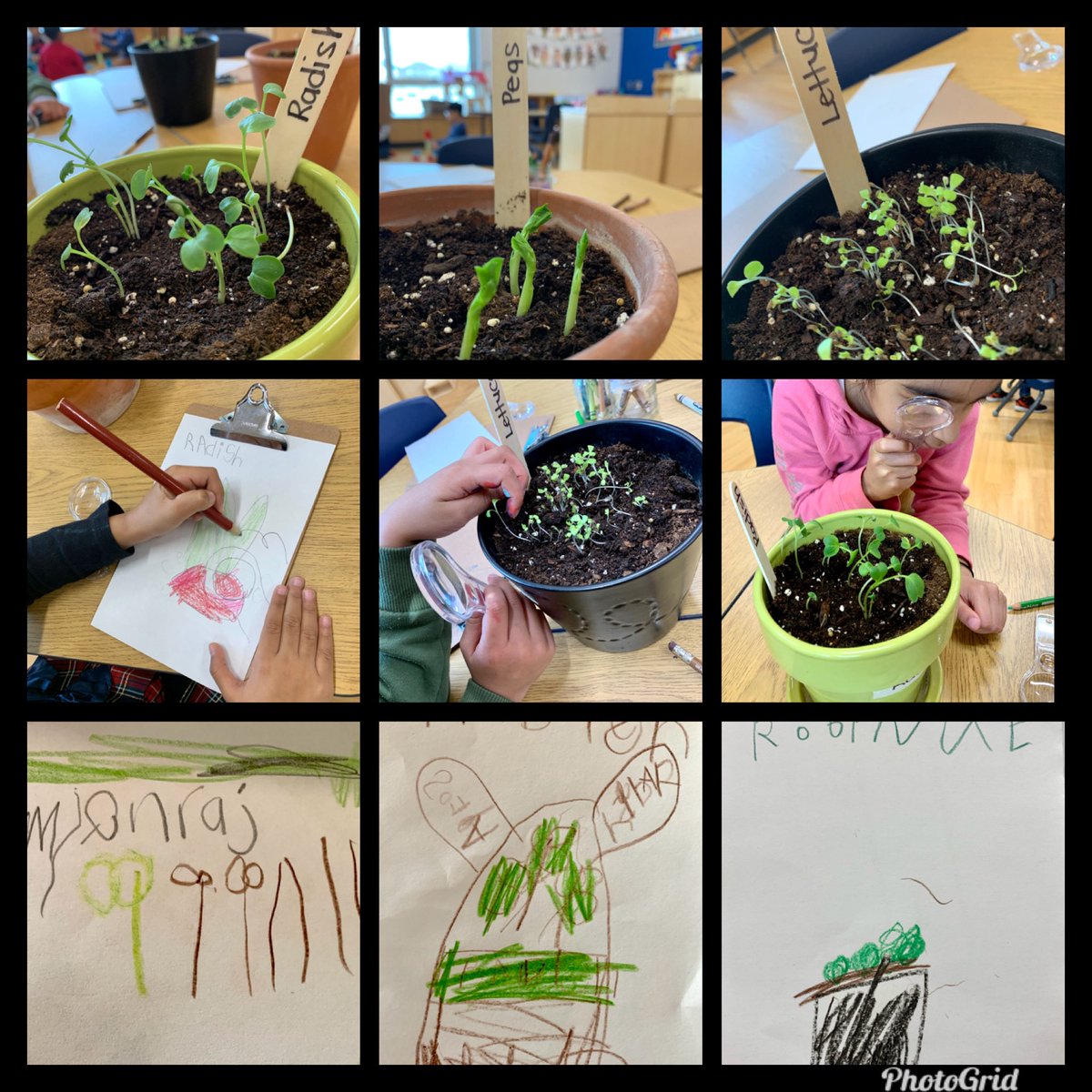 Springtime planting has begun! We are learning how seeds work &amp; what plants need to grow. Students are noticing changes and excited to document their observations! <a href="/oakwrdsb/">Oak Creek PS</a>