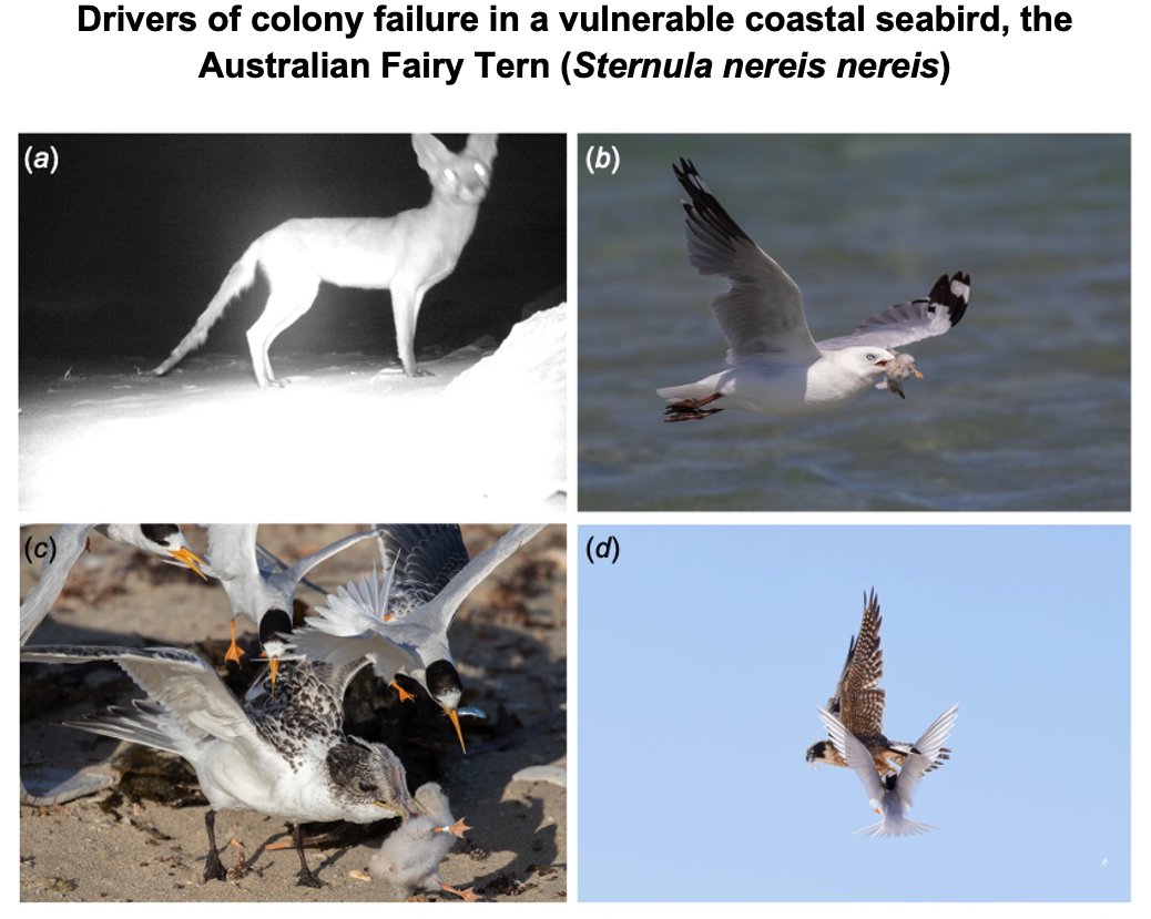 ~Half of all WA FATE colonies (n=77) failed between 2017/18 - 2021/22. Predation (32%) and inundation (27%) were the leading causes. Disturbance was a recurring threat, impacting ≥30% of colonies. Thanks to all those who contributed. See link👇 #sharetheshore #ternscience #terns