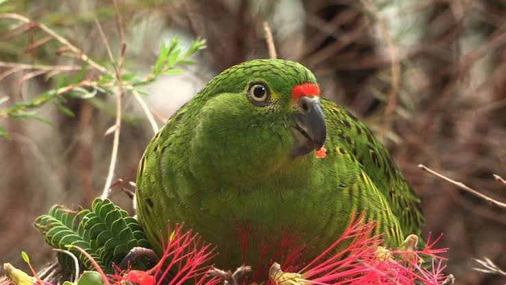 There is estimated to only be around 150 birds left. 

They are found in Cape Arid National Park and Nuytsland Nature Reserve, east of Esperance.