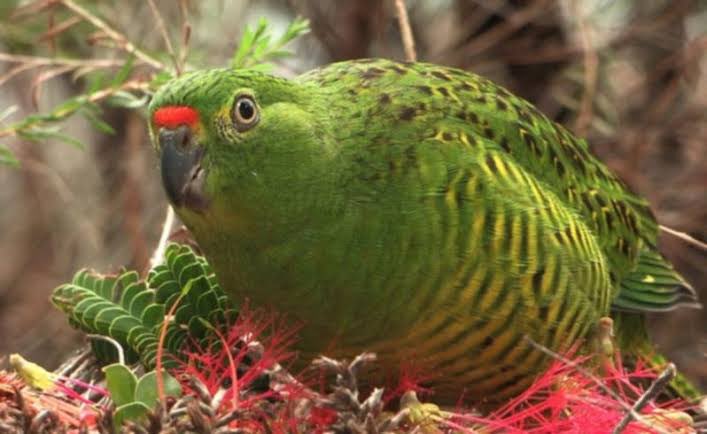 🧵Thread:

From Cape Arid to the Coronation 🦜

Today, Prime Minister <a href="/AlboMP/">Anthony Albanese</a> confirmed that the Australian Goverment will make a national contribution to WA charity, <a href="/FriendsWGP/">Friends of the Western Ground Parrot</a> (Friends of the Western Ground Parrot).