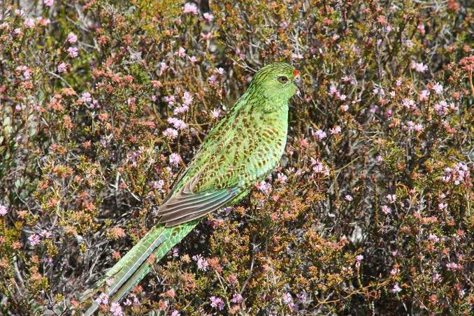 This will be our gift on behalf of the Australian people to King Charles III to mark his Coronation.

This will provide national and international attention to the conservation of the Western Ground Parrot. 

Known as Kyloring in Noongar, the parrot is critically-endangered.