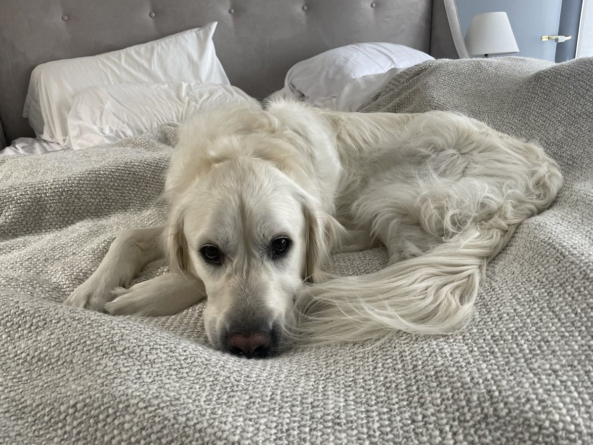 stupid rain means no dog park 😤