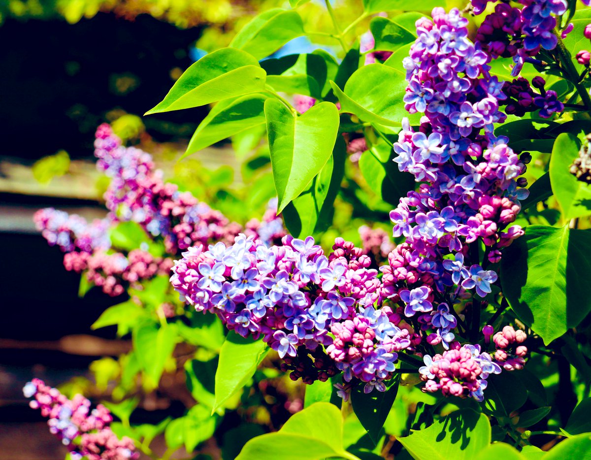 Dear The Rest of Canada,
If you missed your chance to hate us for our cherry blossoms, you can now despise us for our lilacs.
Sincerely,
Victoria 
#yyj