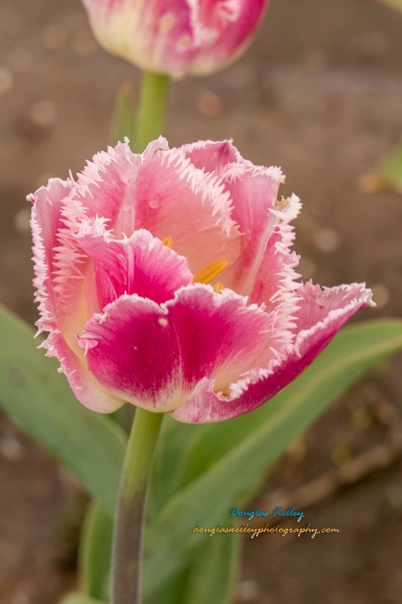 Victoria Gorman /Victora’s Dish (@victoriasdish) on Twitter photo Thanks for the mention! LISUNCHASER: Have you been out to Tulip Festival Canon R6 <a href="/StormHour/">#StormHour</a> <a href="/ThePhotoHour/">#ThePhotoHour</a> <a href="/TheHamptonChic/">TheHamptonChic</a> <a href="/DPhotographer/">Digital Photographer Magazine</a> <a href="/Victoriasdish/">Victoria Gorman /Victora’s Dish</a> <a href="/FOXWeatherDesk/">FOX Weather Desk</a> <a href="/JaniceHuff4ny/">Janice Huff</a> <a href="/amanderwo/">On Beach Time ♓️</a> Thanks for the mention! LISUNCHASER: Have you been out to Tulip Festival Canon R6 <a href="/StormHour/">#StormHour</a> <a href="/ThePhotoHour/">#ThePhotoHour</a> <a href="/TheHamptonChic/">TheHamptonChic</a> <a href="/DPhotographer/">Digital Photographer Magazine</a> <a href="/Victoriasdish/">Victoria Gorman /Victora’s Dish</a> <a href="/FOXWeatherDesk/">FOX Weather Desk</a> <a href="/JaniceHuff4ny/">Janice Huff</a> <a href="/amanderwo/">On Beach Time ♓️</a>