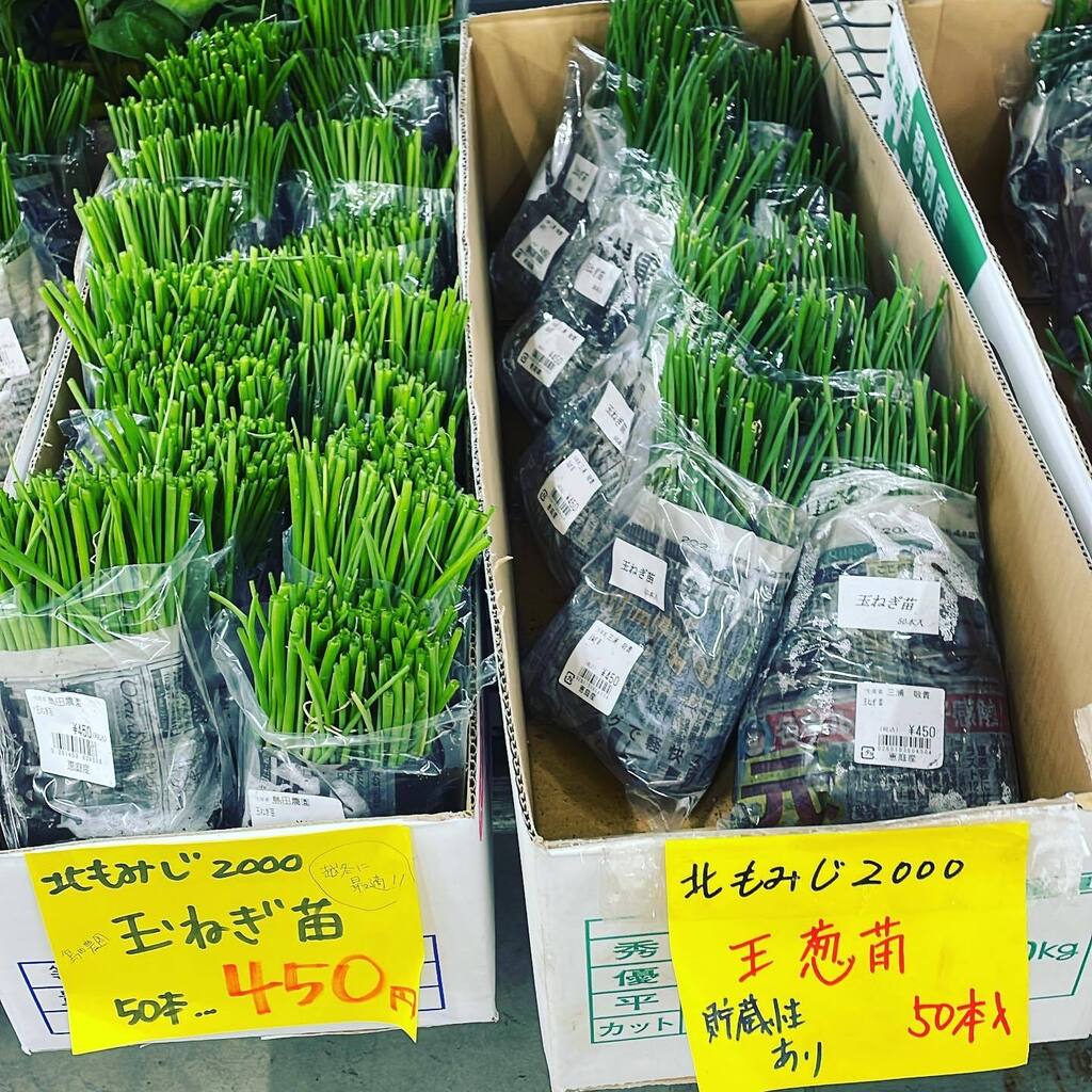 野菜 北海道 玉ねぎ 苗400本 きたもみじ2000 値引き | bertielukassenproducties.nl