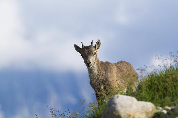 MirceaCostina's tweet photo. New artwork for sale! - "Alpine Ibex Baby" - https://t.co/PX0mm8OAUM @fineartamerica https://t.co/k5l96eeJmu