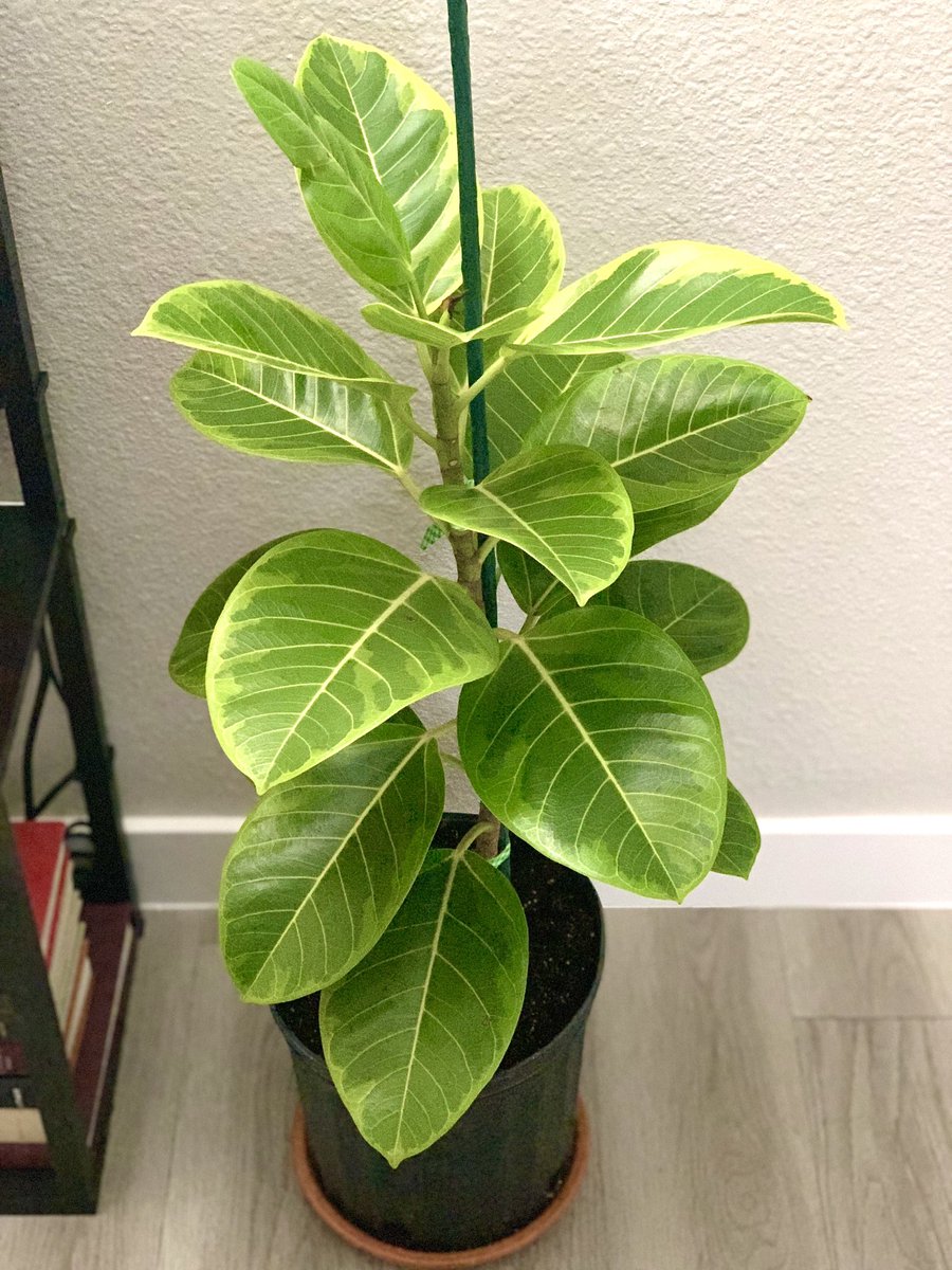 A VARIEGATED rubber tree?!?!? Yes please! I went for a pebble tray today and he came home with me…I’m in LOVE 💚🪴 #houseplanthour #greenthumbgang #ficus #rubbertree #planttwitter