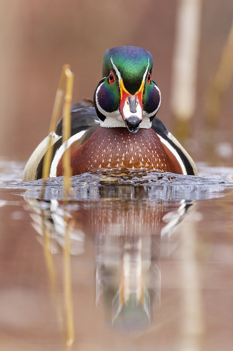 MirceaCostina's tweet photo. New artwork for sale! - "Mr Wood Duck in spring" - https://t.co/H8U39b0T41 @fineartamerica https://t.co/mGyMiVDDXH