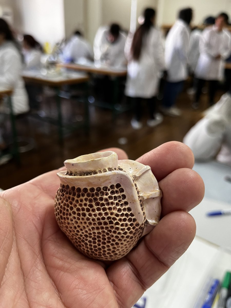erasmomac's tweet photo. Esta semana en laboratorio de #BotanicaMarina @BM_UdeC - Dinoflagelados🔬.
#Dinoflagelados #dinoflagellates #Alexandrium #Prorocentrum #Gymnodinium #Protoperidinium #Dinophysis #Myzozoa #Dinophyta #Microalgas #Microalgae https://t.co/pJ0YjeiZuN