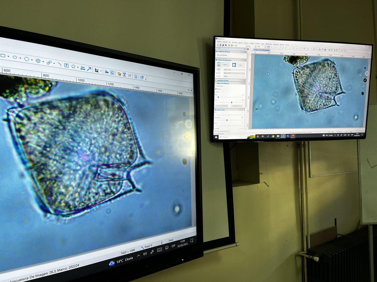erasmomac's tweet photo. Esta semana en laboratorio de #BotanicaMarina @BM_UdeC - Dinoflagelados🔬.
#Dinoflagelados #dinoflagellates #Alexandrium #Prorocentrum #Gymnodinium #Protoperidinium #Dinophysis #Myzozoa #Dinophyta #Microalgas #Microalgae https://t.co/pJ0YjeiZuN