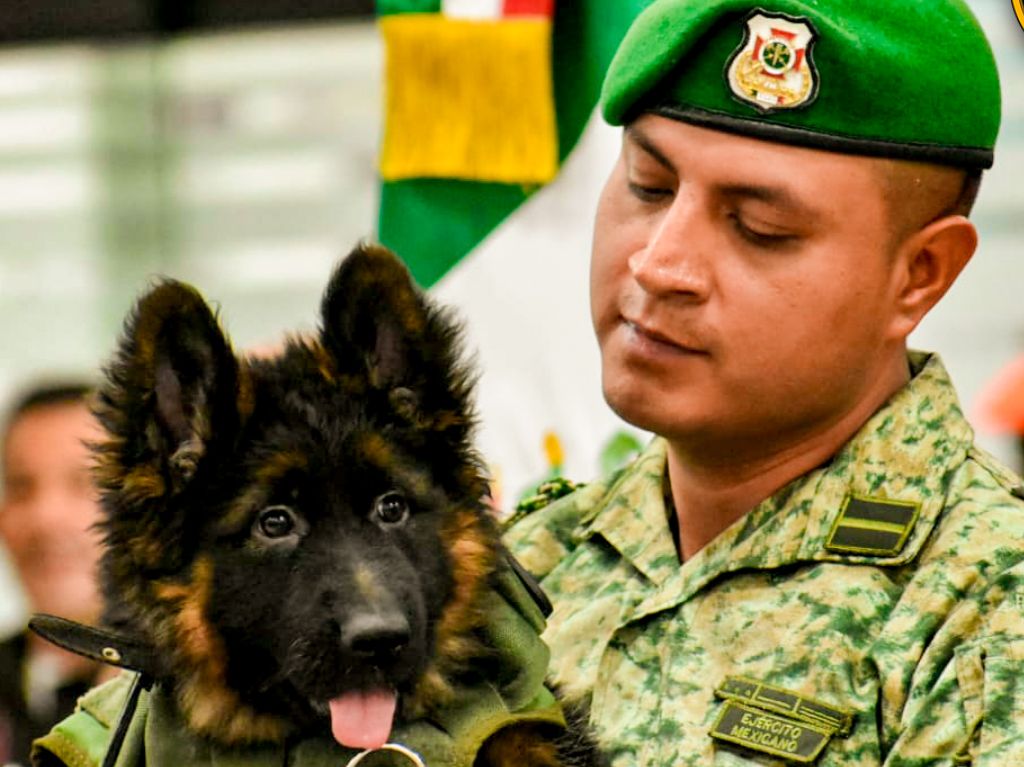 DONDEIRweb's tweet photo. ¡Pero qué precioso! 🐶🥰 Este tierno cachorrito de 3 meses fue donado por Turquía a México en agradecimiento a las labores de Proteo 💕 ¡te contamos! https://t.co/TVjyZzfyfM https://t.co/1Pqmv0ZJDU