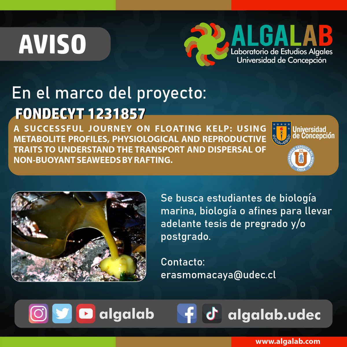 AlgaLab's tweet photo. En el marco de Proyecto Fondecyt, tenemos temas y algunos recursos disponibles para apoyar estudiantes tesistas (pregrado o postgrado UdeC o UCN Coquimbo). Temas relacionados con algas flotantes, dispersión, ecología y fisiología de algas. Te invitamos a contactarnos. 🙂👋 https://t.co/PZpDCAlsAq
