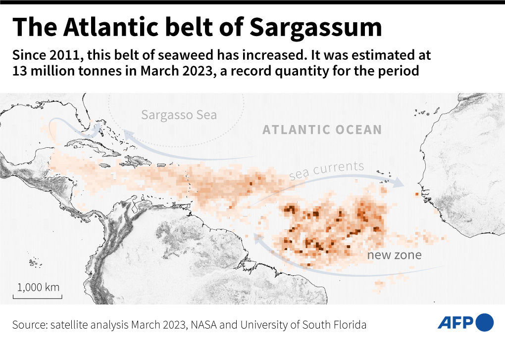 AFPGraphicsRT's tweet image. RT @AFP: The Atlantic belt of Sargassum.
#AFPGraphics map showing the position of the Sargassum seaweed belt off the coast of Africa, the Caribbean Sea and the Gulf of Mexico
