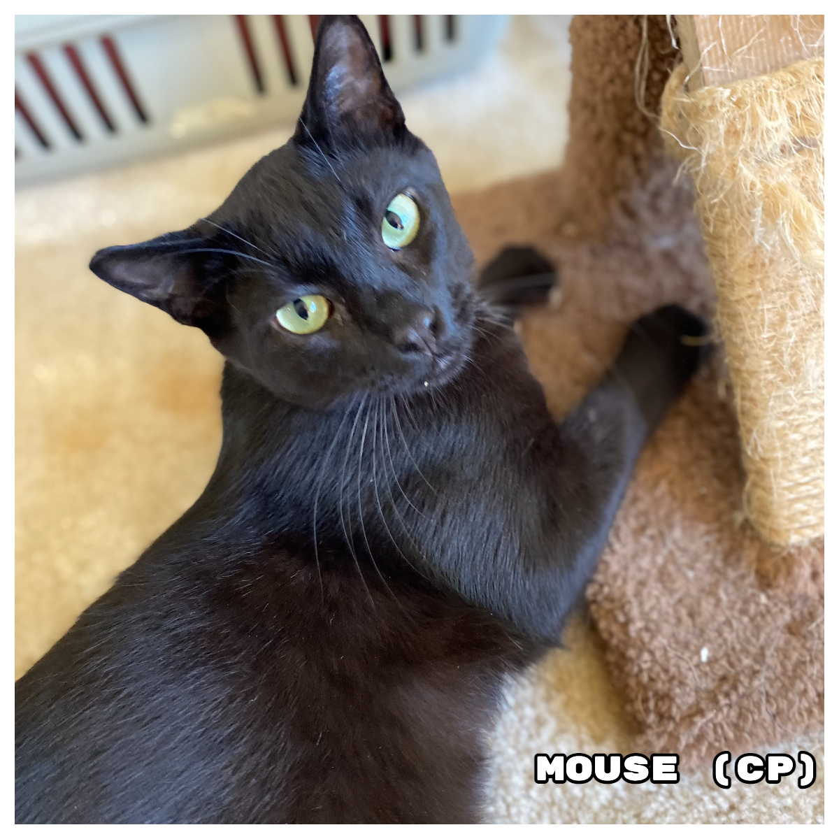 #ContraCosta Co, CA: Hi, I’m MOUSE (CP)! I’m a big boy with pure black fur, except for a light spot on my chest. I'm a little shy at first, but I’m sweet and love attention & pets. I was born approx April 2022... 
adoptrescuecatsinca.com 
#adoptdontshop #Richmond #cats #Caturday