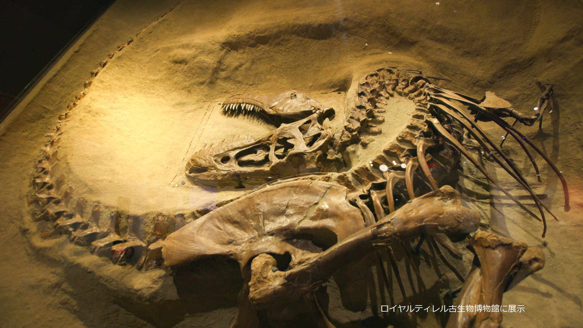 その① カナダの恐竜博物館-1年限定の特別展が開幕