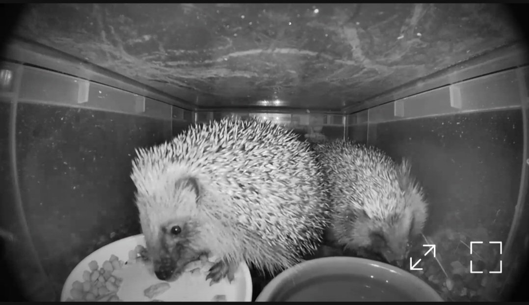 Best Of Freinds  these showed up about 20 minutes ago 👌 #HedgehogWeek @HedgehogCabin  @hedgehogsociety